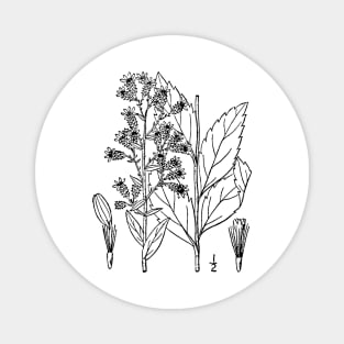 Botanical Scientific Illustration Black and White Magnet